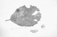 Gnomonia alnea image